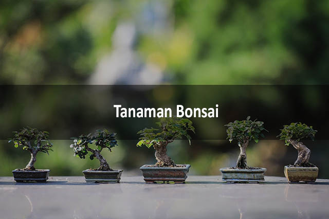 Tanaman Bonsai